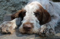 /album/spinone-beretta/img-2601-jpg/