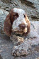 /album/spinone-beretta/img-2603-jpg/