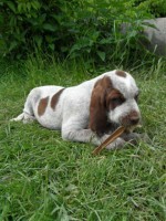 /album/spinone-beretta/sam-1450-jpg/