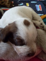 /album/spinone-beretta/sdc10003-jpg/