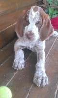 /album/spinone-beretta/wp-20130718-010-jpg/