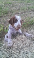 /album/spinone-beretta/wp-20130912-033-jpg/
