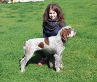 /album/spinone-beretta/img-4902-jpg1/