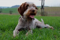 /album/spinone-beretta/img-4618-jpg1/
