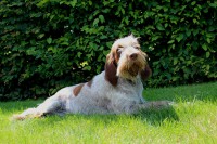 /album/spinone-beretta/img-5355-jpg/