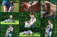 /album/spinone-beretta/c-jpg/