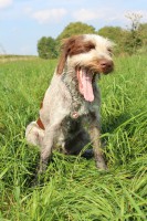 /album/spinone-beretta/img-6401-jpg1/