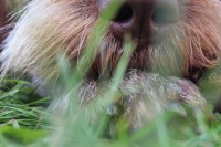 /album/spinone-beretta/img-6798-jpg/